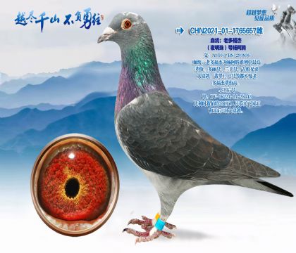 Ѫͳ���϶ร�ܣ�ҹ���飩�����