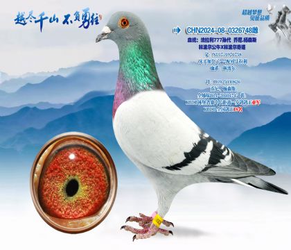 Ѫͳ���ֲ�����ţX�ֲ����漣