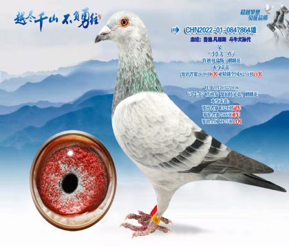 Ѫͳ��³��.����˹��ţȮ���