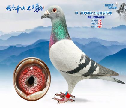 Ѫͳ������240����