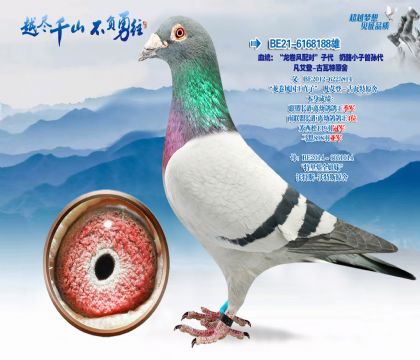 Ѫͳ������С�������������-������ԭ��