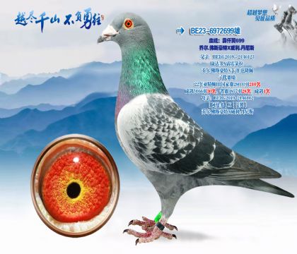 Ѫͳ����Ǫ��699�Ƕ�.��˹����X����.����˹