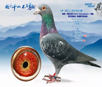 Ѫͳ����˹-���ţ�JosVercammen��