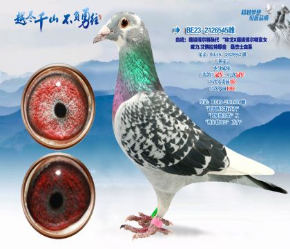 Ѫͳ������.��������ԭ��-ɣ��ʿѪϵ