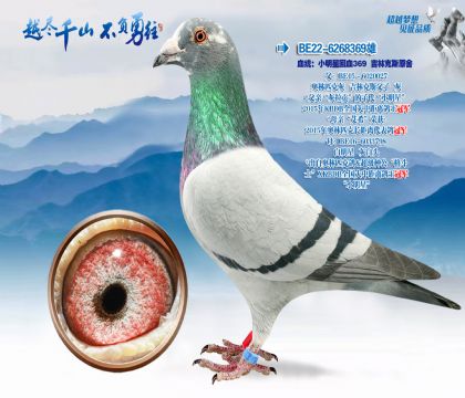 Ѫͳ��С���ǻ�Ѫ369 ���ֿ�˹ԭ��