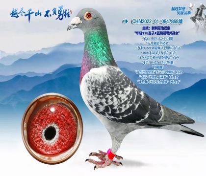 Ѫͳ���������ν���-����178ֱ��X�Ǿ��ٺ�����Ů��