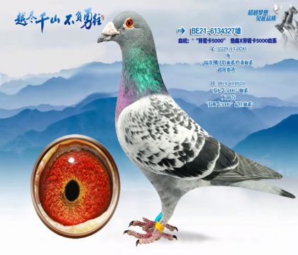 血统:"“芬尼卡5000”詹森X芬妮卡5000血系