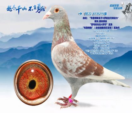 血统:“布鲁特斯直子X伊娃全兄弟直女”路克.西翁原舍