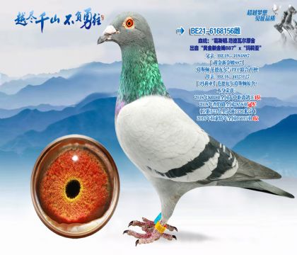 血统:“葛斯顿.范德瓦尔原舍出自“黄金新金姆887”ד玛莉亚”