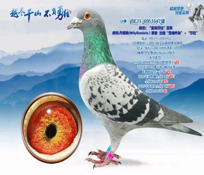 血统:“皇后莎拉”直系