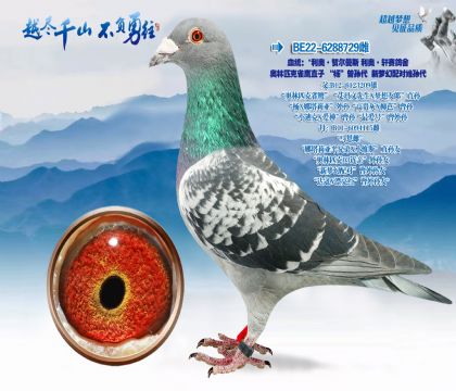 血统:“利奥·贺尔曼斯利奥·轩赛鸽舍