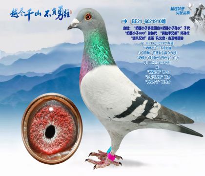 血统:“奶酪小子多重回血×奶酪小子孙女