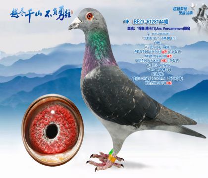 血统:“乔斯-佛卡i门(JosVercammen)原舍