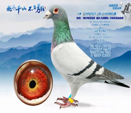 血统:“新闪电号直系盖比.凡得那比闪电号直孙血系