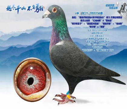 血统:超级乔斯直孙X博尔特直孙女威力.艾佛拉特原舍