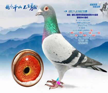 血统:迪克.范登布克原舍奥林匹克006直系-基特尔803孙代