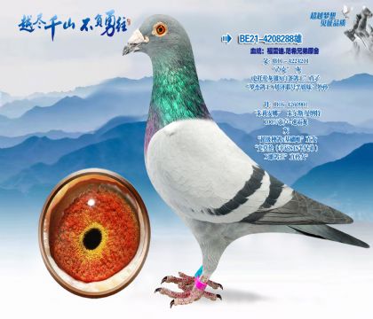 血统:福雷迪.范希兄弟原舍