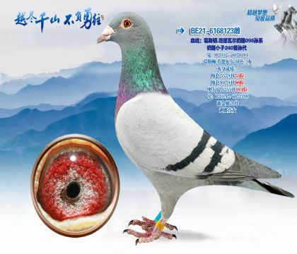 血统:葛斯顿.范德瓦尔奶酪098孙系-奶酪小子240曾孙代