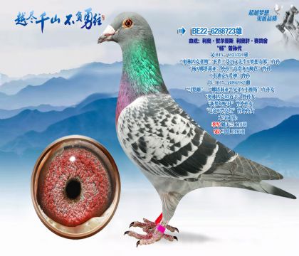 血统:利奥·贺尔曼斯利奥轩·赛鸽舍“杨”曾孙代