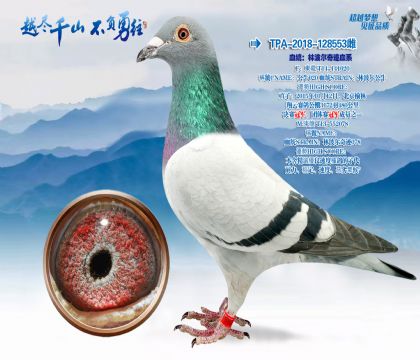 血统:林波尔奇迹血系