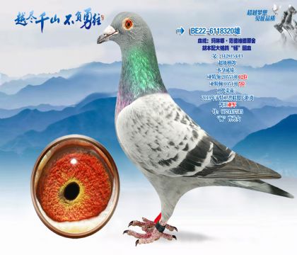 血统:玛琳娜·范德维德原舍.胡本配大铭鸽“杨”回血