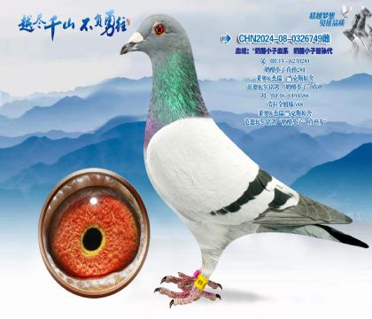 血统:奶酪小子血系奶酪小子曾孙代