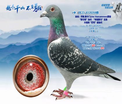 血统:乔斯·佛卡i门(JosVercammen)原舍