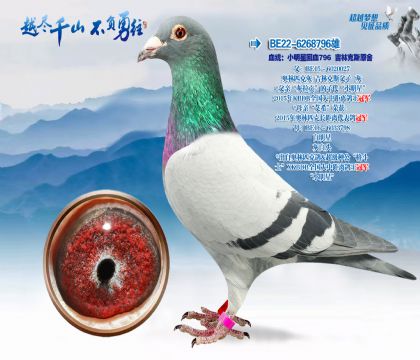 血统:小明星回血796吉林克斯原舍