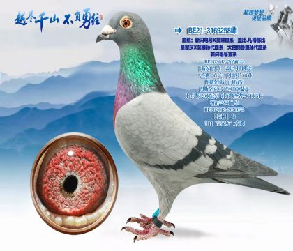 血统:新闪电号X莫琳血系盖比.凡得那比