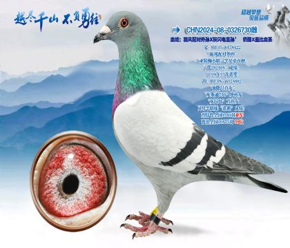 血统:旋风配对外孙X灰闪电直孙;奶酪X盖比血系