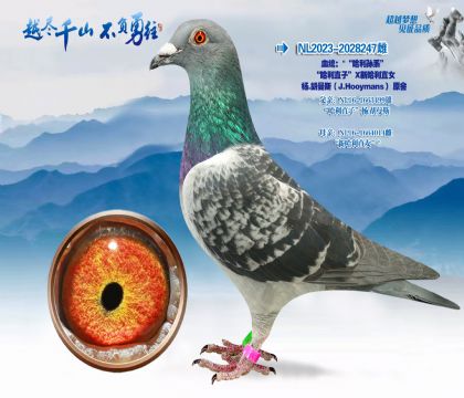 Ѫͳ������������ϵ����-����˹��J.Hooymans��ԭ��