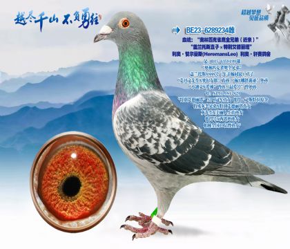 Ѫͳ��������ƥ��ȸӥȫ�ֵܣ����ף�����������˹ֱ�ӡ��ر𰬵�������