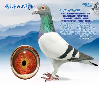 Ѫͳ�����Ͽ�������x��ӥȫ�ֵ�ֱŮ������