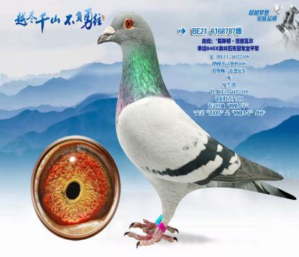 Ѫͳ������˹�١������߶�-����848X����ƥ�˹ھ�ȫƽ��