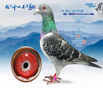 Ѫͳ������˹-���ţ�JosVercammen��ԭ��