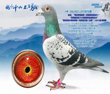 Ѫͳ��������Ư������Ư������ֱ�����