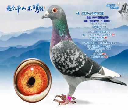 Ѫͳ��PIPAݼӢ��������-���ԡ���ʱ��911������¶��˿��