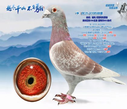 Ѫͳ���Ͽ�.���ǲ���ԭ��-����ƥ��006ֱϵ���ض�803���