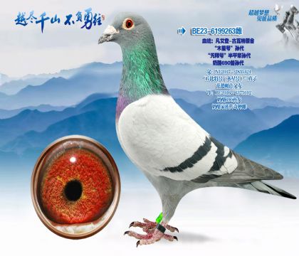 Ѫͳ��������-������ԭ�ᡰľ�Ǻš����