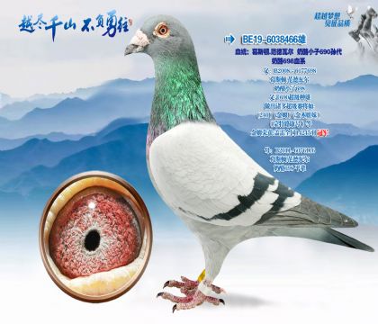 Ѫͳ����˹��.�����߶�-����С��690���-����698Ѫϵ