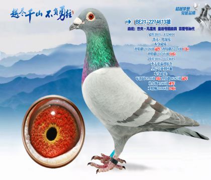 Ѫͳ���ܷ򡤷��¿˻ʺ�Ż�Ѫ��ϲ�������