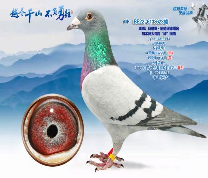 Ѫͳ�������ȡ�����ά��ԭ��-����������롰���Ѫ