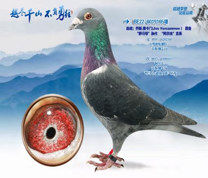 Ѫͳ����˹-��i�ţ�JosVercammen)Ұ���š��������������ֱϵ