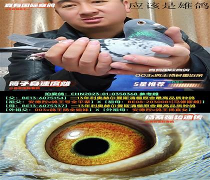 真有国际种鸽利奥原棚子代003搭鸽王杨
