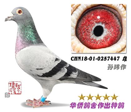 1--ﰲ447ֱϵŨ蹫33-