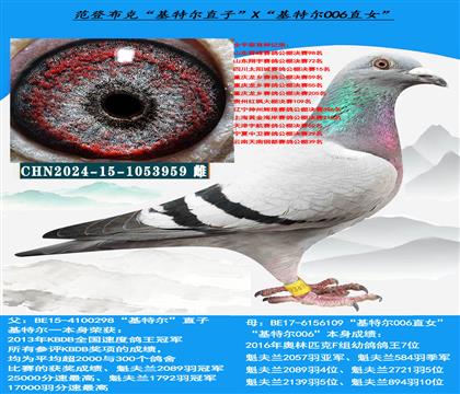 范登布克“基特尔”直子X“基特尔006