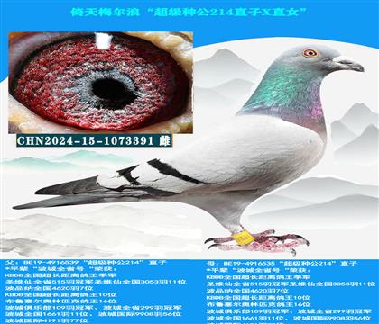 中长距离专线→倚天梅尔浪“超级种公214直子X直女”