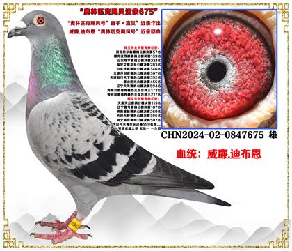 ���ص��Ƽ�������.�ϲ���������ƥ��쫷�š�ֱ�ӡ�ֱŮ������