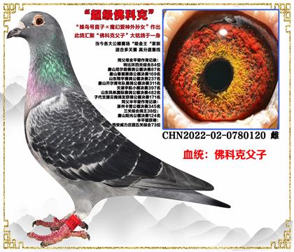 ��ƿˡ������ֱ�ӡ�ħ�ð�������Ů������