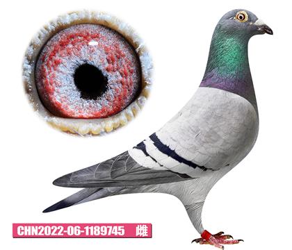 噶斯頓-奶酪夫人745